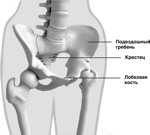 Линия подвздошной кости. Полвздошная костт нреьень. Подвздошная кость гребень кости. Подвздошная кость лобковая кость. Тазовая кость гребень подвздошной кости.