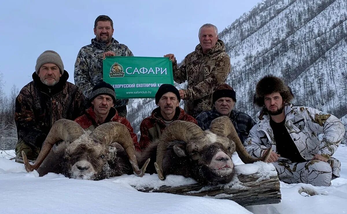 Сах 2018. Сах 2018. Волки охотятся на снежного барана. Сах 2018. Юлмухаметов салимьян бахтиевич ппс.