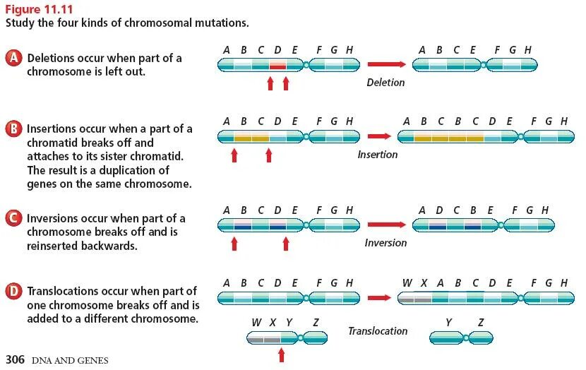 Транскрипция мутация. Genetic Mutation. Chromosomal Mutations. DNA Mutation. Types of Gene Mutations..