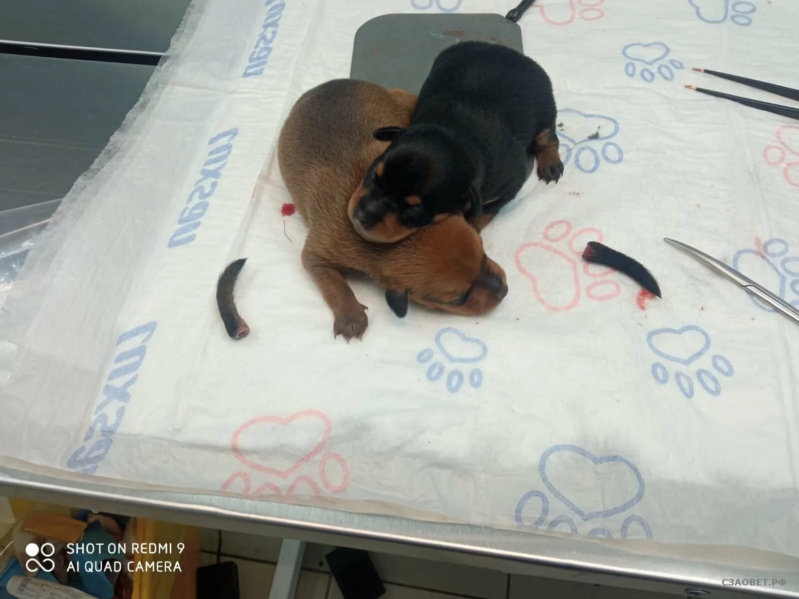 после купирования хвоста