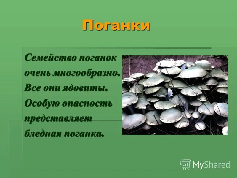 загадки про грибы белая поганка. метод исследования грибов. царство грибы презентация. исследовательская работа грибы. исследовательская работа грибы.