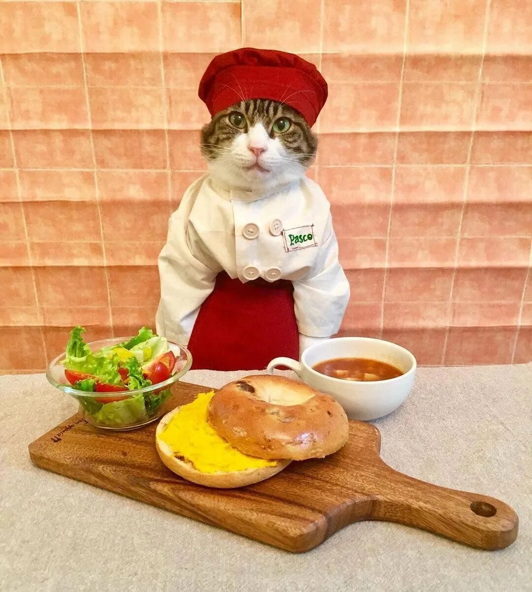 Кот повар. Кошка на кухне. Котик готовит. Котик с едой.