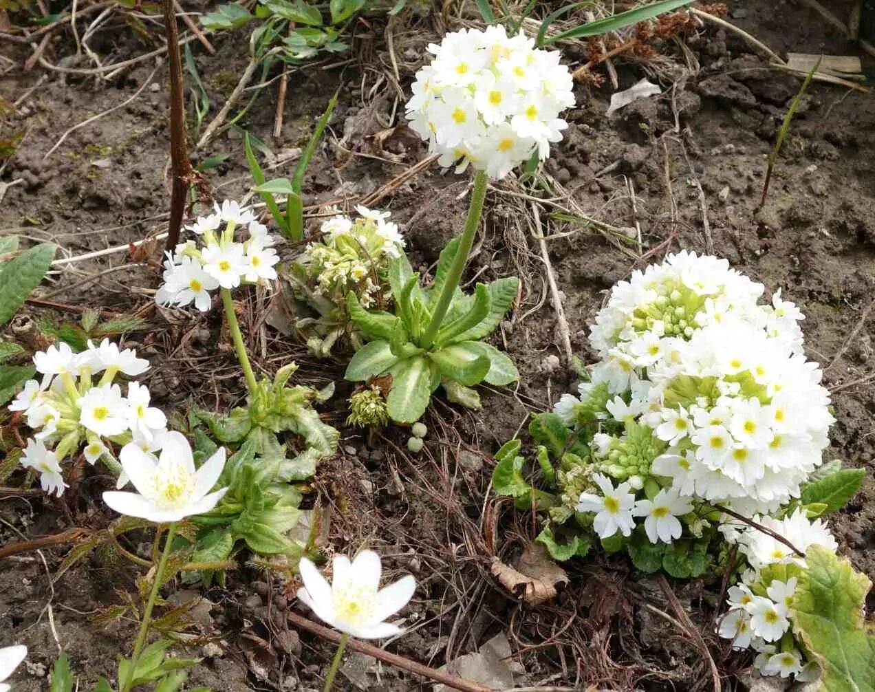Примула воронова. Примула в открытый грунт. Примула в открытый грунт. Оби примула садовая. Примула махровая садовая многолетняя.