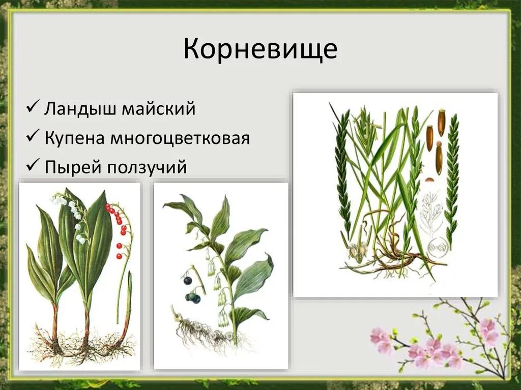 Корневая система ландыша