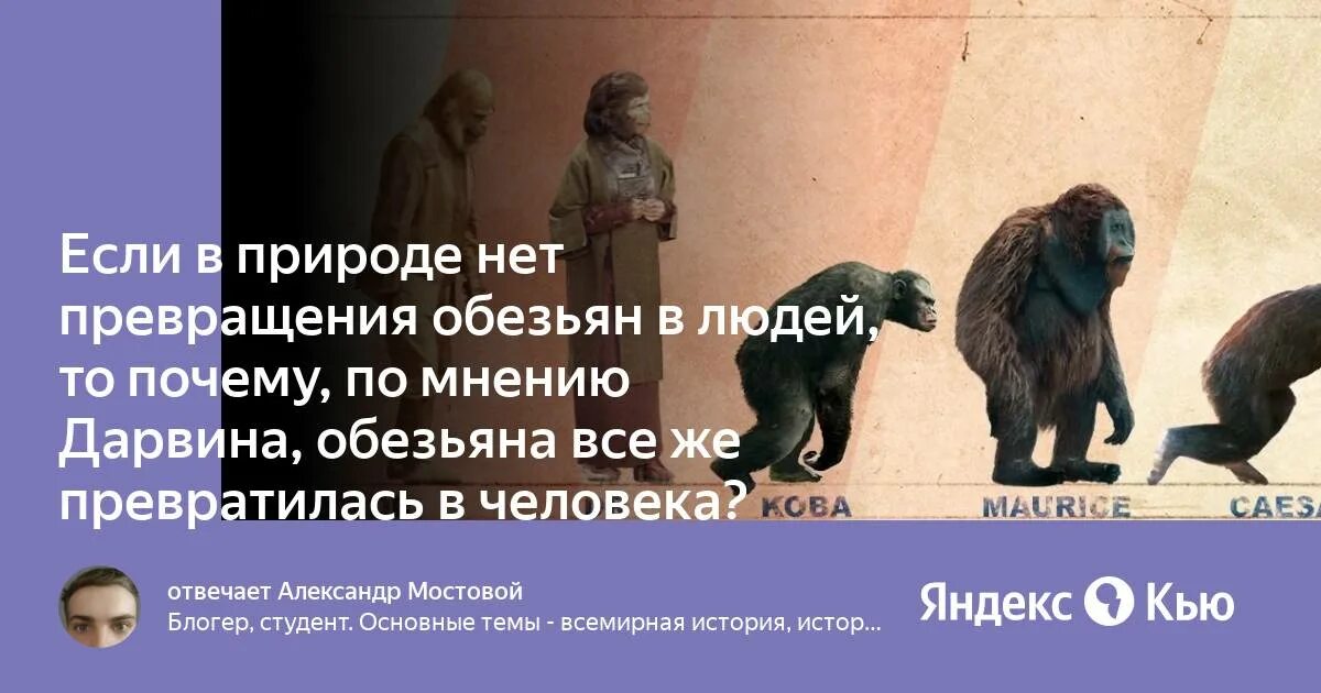 Процесс превращения человека в обезьяну. Превращение обезьяны в человека. Человек превращается в обезьяну. Обезьянки превращаютсявлюдей. Теория Дарвина обезьяна.