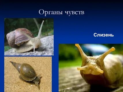 Органы брюхоногих