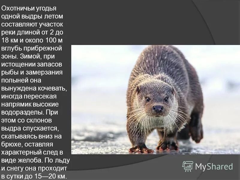 Выдра класс животных. Красная книга калужской области речная выдра. выдра описание. животные из красной книги выдра. выдра речная описание.