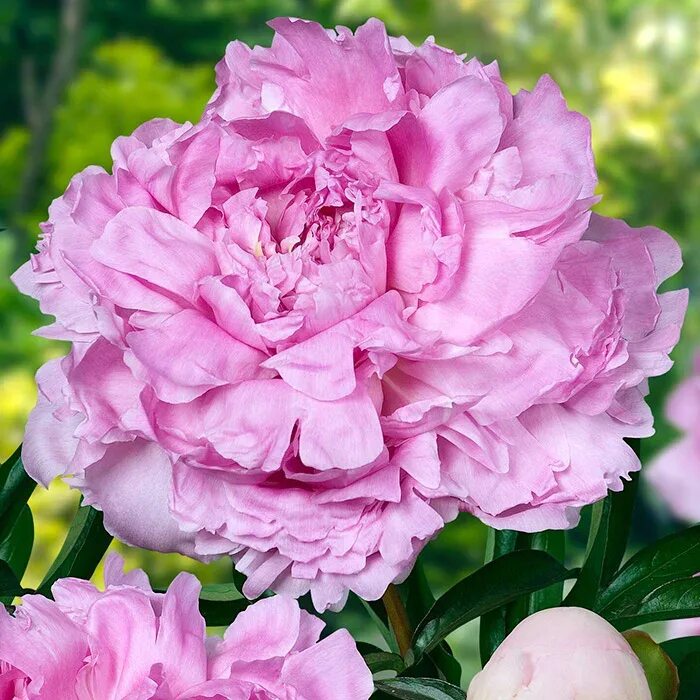 КОРНИ ИЗ САДА Пион Пиллоу Ток Paeonia Pillow Talk Klehm and Son, 1973, США.. 202