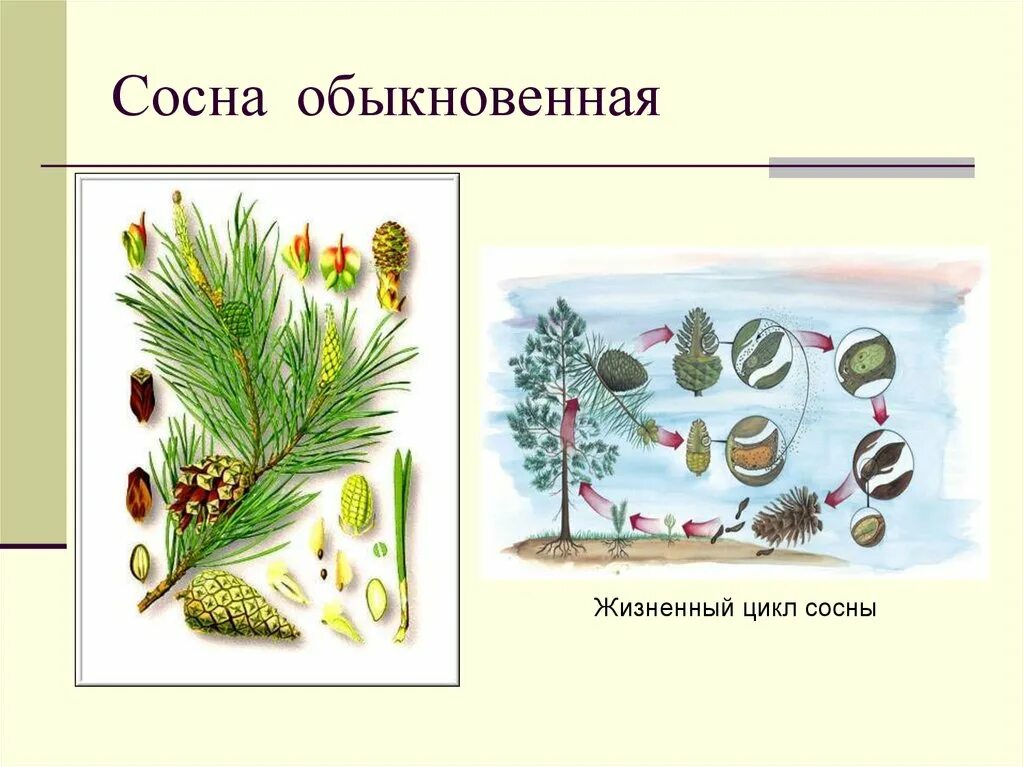 Как размножаются хвойные. Жизненный цикл сосны. Жизненный цикл сосны обыкновенной. Цикл развития сосны обыкновенной. Жизненный цикл голосеменных сосна.