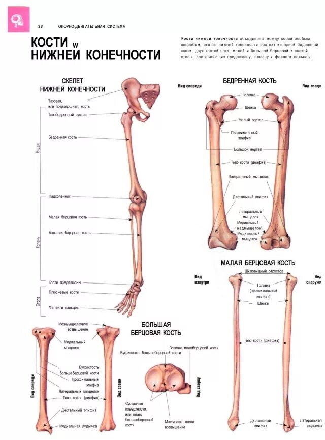 Кости нижних конечностей человека анатомия на латыни. Малая берцовая кость нижней конечности. Строение костей нижней конечности. Скелет нижней конечности на латинском.