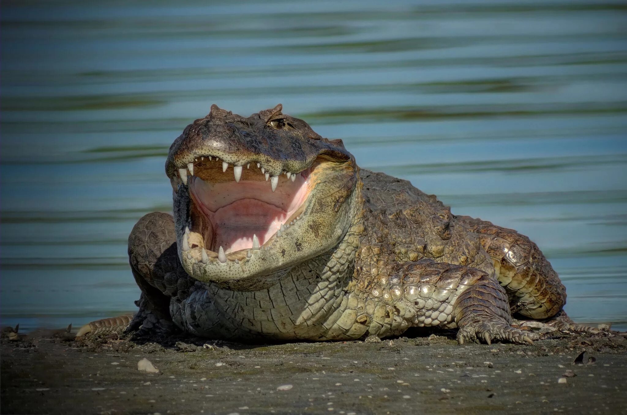 Крокодилы открывают рот. Широкомордый Кайман. Широкомордый Кайман крокодил. Крокодил Аллигатор Кайман. Нильский Кайман.