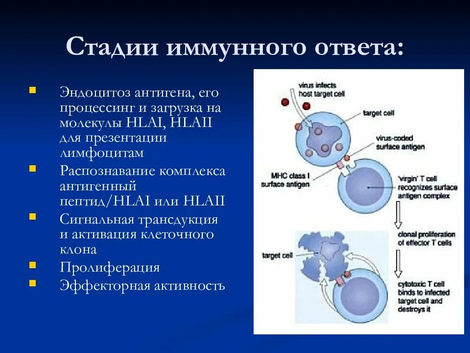 Роль в иммунных реакциях. Этапы иммунной реакции. Периоды формирования иммунного ответа. Стадия индукции иммунного ответа. Стадии формирования иммунного ответа.