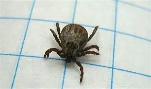 File:Tick.jpg - Wikipedia