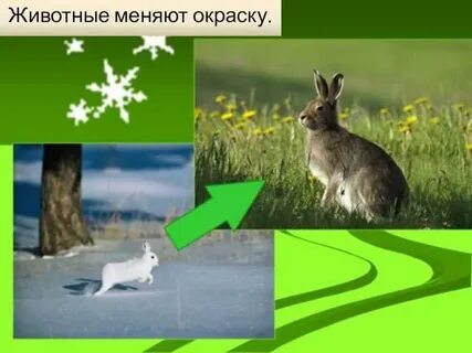 Животные меняющие окраску зимой