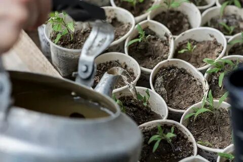 Как посеять томаты на рассаду - пошаговая инструкция. Фото - Ботаничка