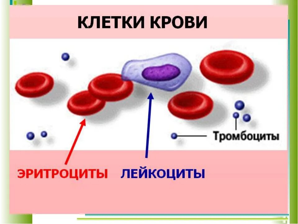 Тест клетки крови. Строение клетки крови эритроциты. Кровь эритроциты лейкоциты тромбоциты. Строение эритроцитов лейкоцитов и тромбоцитов. Клетки крови эритроциты лейкоциты тромбоциты рисунок.