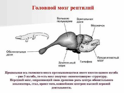 Центр обоняние у рептилий какой мозг