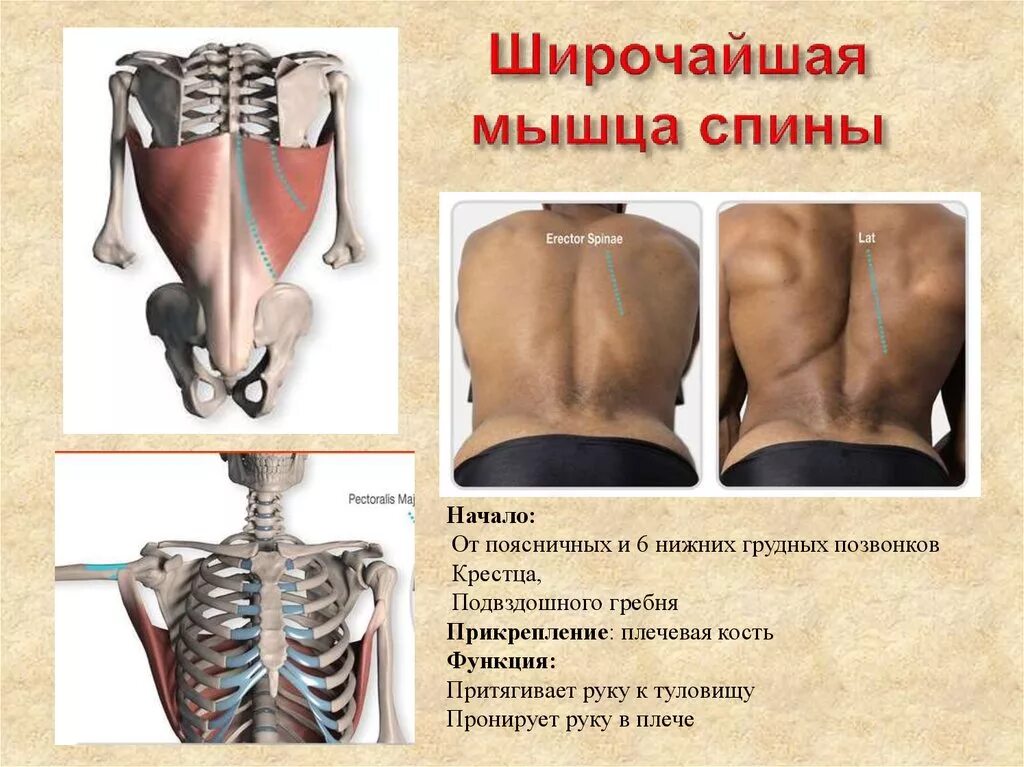 Широчайшая мышца спины крепление. Широчайшая мышца спины болит. Мышцы спины функции. Функция широчайшей мышцы спины. Функция широчайшей мышцы спины анатомия.
