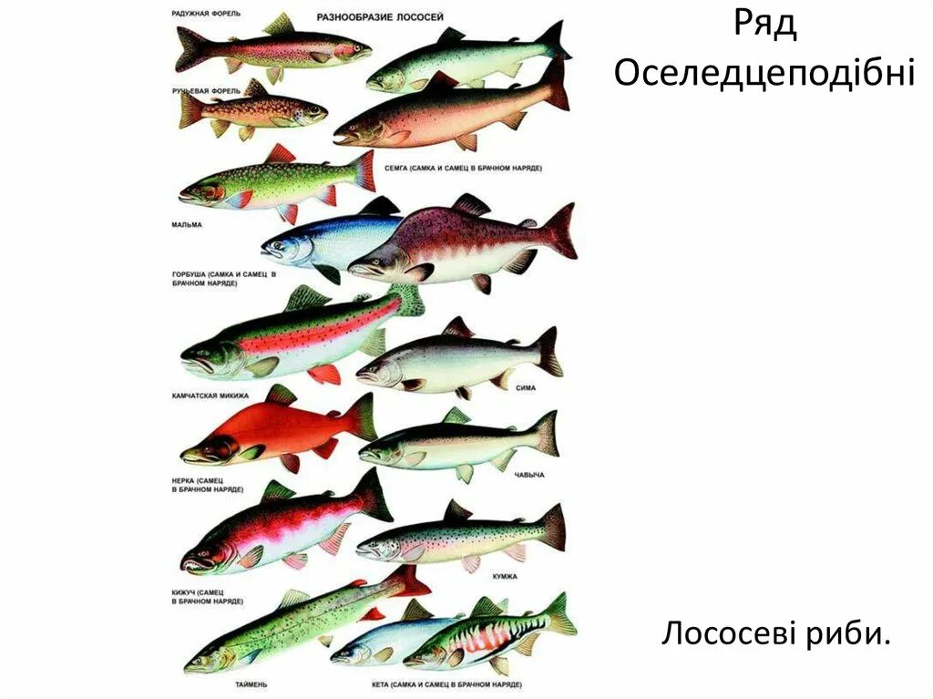 Промысловая рыба семейства лососевых. Лососёвые семейство классификация. Промысловые рыбы лососевых Сахалина. Белая рыба семейства лососевых. Породы красных рыб