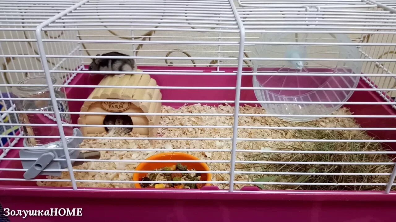 станция юных натуралистов г. маленькие хомячки. 4 лапы хомяки. волжского -. четыре лапы хомяк сирийский.