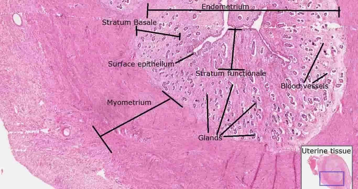 Слизистая оболочка матки гистология. Серозная оболочка матки гистология. Слои шейки матки гистология. Строение шейки матки гистология. Медикаментозный эндометрий