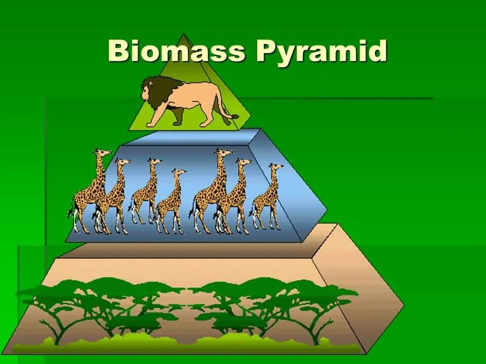 В биосфере биомасса животных во много. Экологическая пирамида. Экологическая пирамида биомассы. Перевернутая экологическая пирамида. Экологические пирамиды картинки.