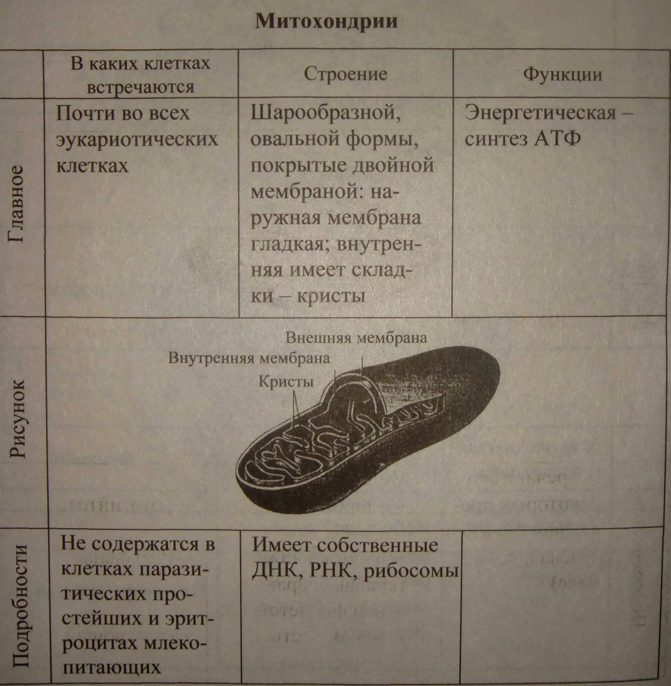 Митохондрия функции таблица. Митохондрии особенности строения и функции. Строение митохондрии таблица. Митохондрии функции кратко. Митохондрия функции таблица.