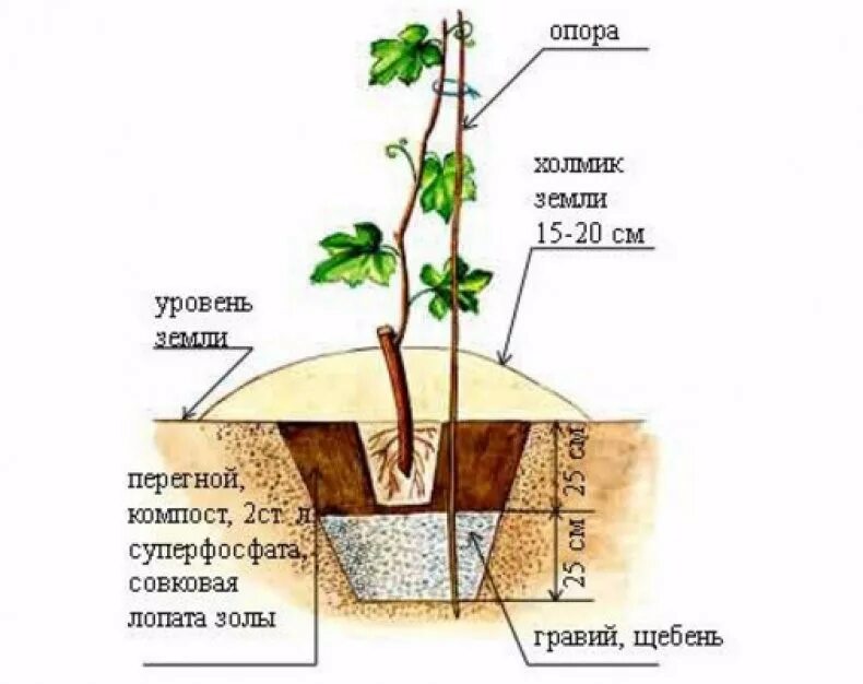 На какую глубину сажать виноград