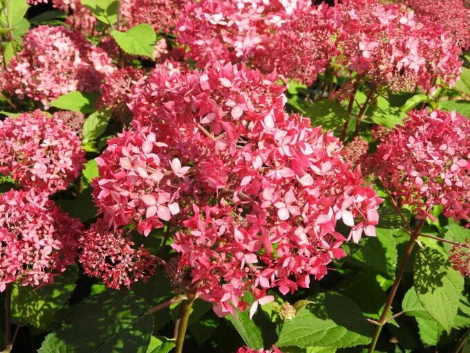 Pink pincushion гортензия фото и описание Гортензия древовидная Пинк Пинкушен купить в питомнике
