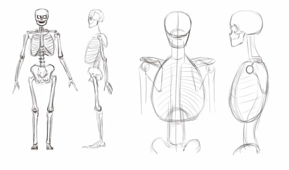 Скелет рисунок карандашом. Скелет человека для рисования. Анатомия человека для рисования для начинающих. Человеческая анатомия для рисования для начинающих. Как рисовать скелет