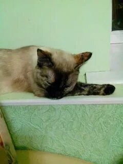 Сколько загул у кошек