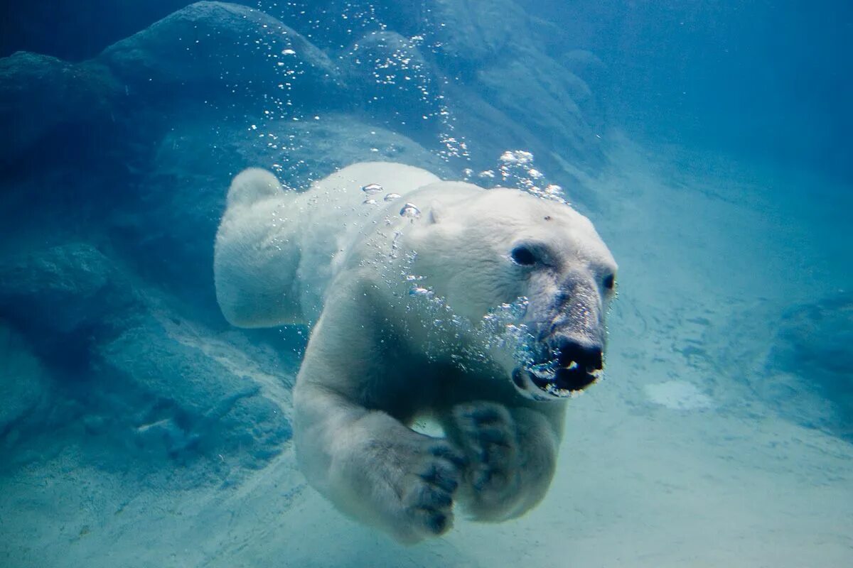 Animals swim