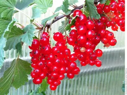 Смородина уральская
