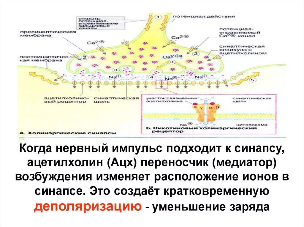 Контролирует проведение нервно мышечного импульса. Схема передачи нервного импульса ацетилхолин. проведение нервного импульса синапс. нервно мышечный синапс ацетилхолин. нервно-мышечный синапс медиатор ацетилхолин.