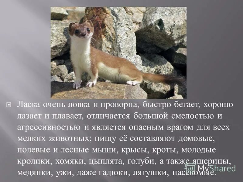 Маленький зверек с белым брюшком. Отряд хищные семейство куньи. Известно что ласка обыкновенная хищное млекопитающее. Ласка домовой. Ласка это очень опасное животное которое.