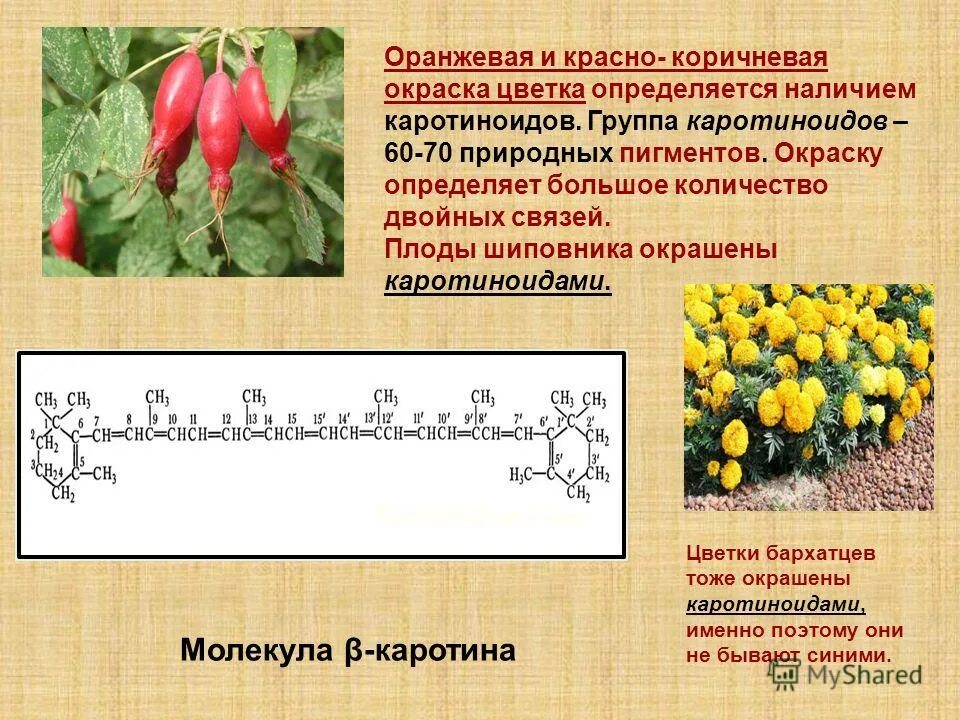 Лист картофеля сложный. Морщинистая мозаика картофеля. Жирорастворимые пигменты хлорофилл. Хлороз у роз. Выделение каротиноидов из листьев картофеля метод.
