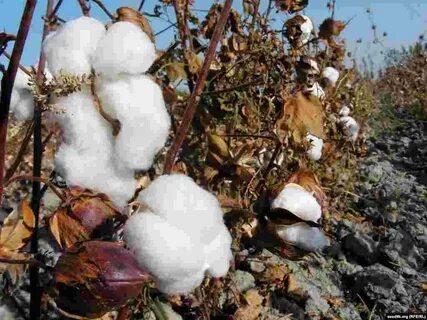 Тәжірибелі шлюздер