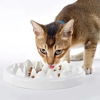 Миска для корма кошек
