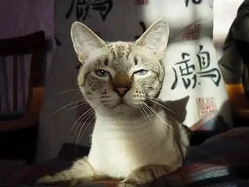 Кот сил
