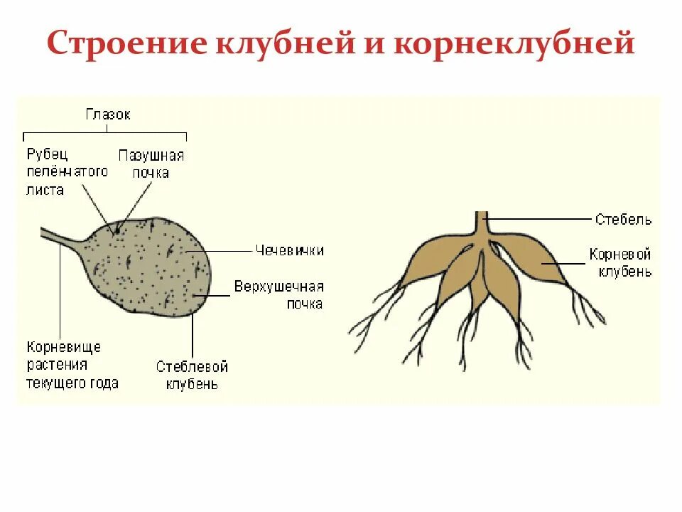Клубень функции и примеры Какая функция у видоизмененного побега клубня