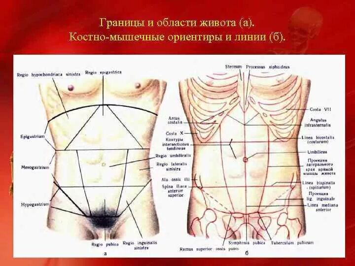 Правая подреберная область живота анатомия. Внешние ориентиры живота. Линии и области живота. Живот границы линии.