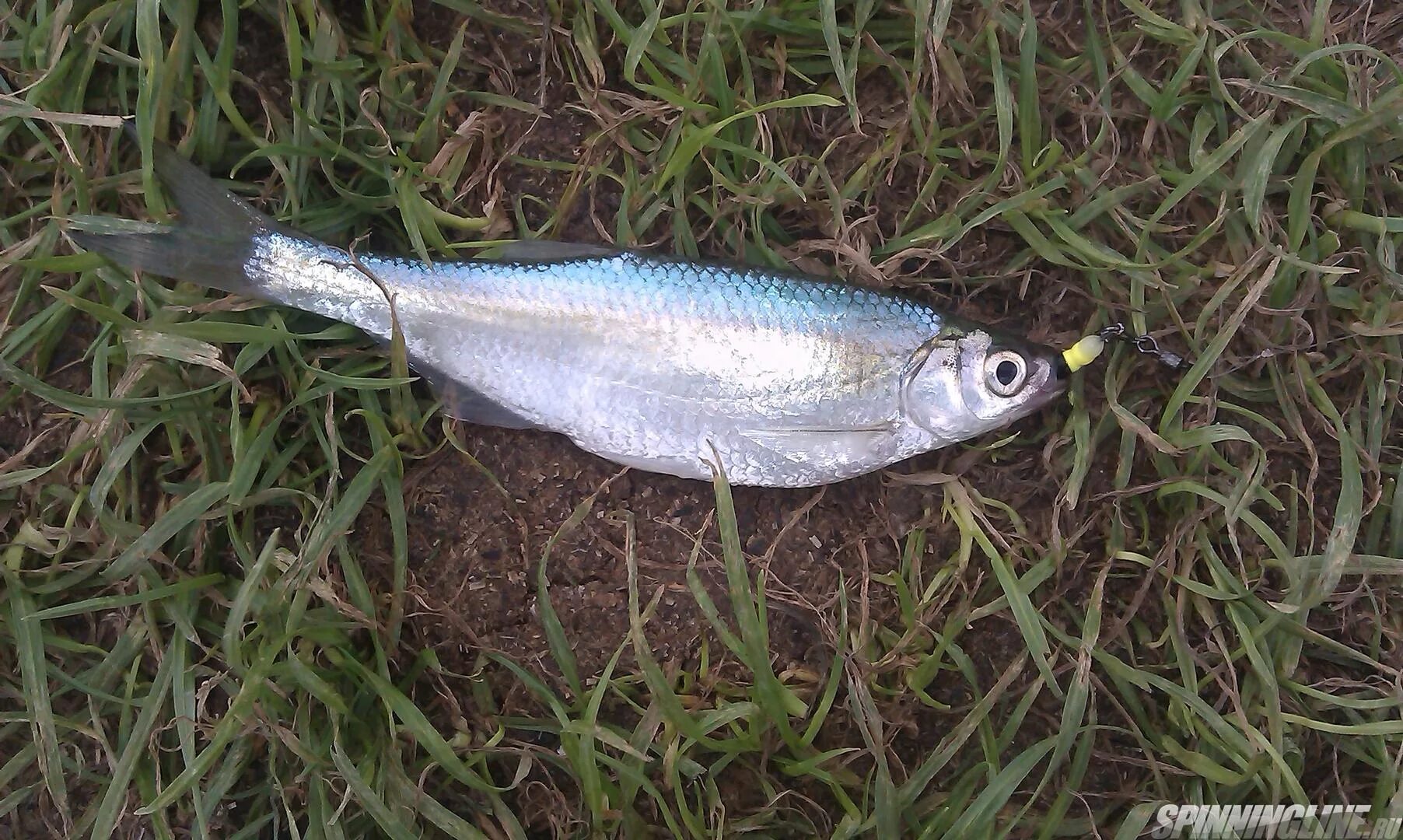 Уклейка улов. Блесна уклейка. Плотва где ловить. Снасти для рыбалки на уклейку. Приманка для уклейки.