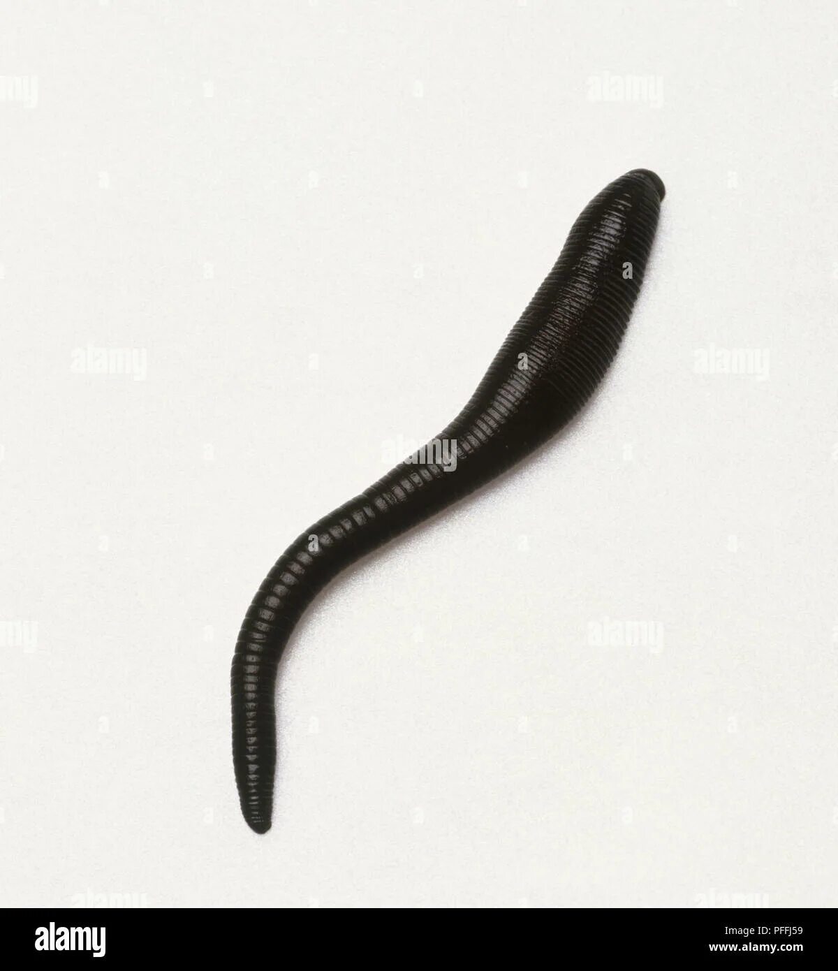 Пиявка разума 2023. Громадная пиявка, арт фэнтези. Медицинская пиявка hirudo medicinalis. Громадная пиявка, арт фэнтези. Пиявки медицинские на ноги.