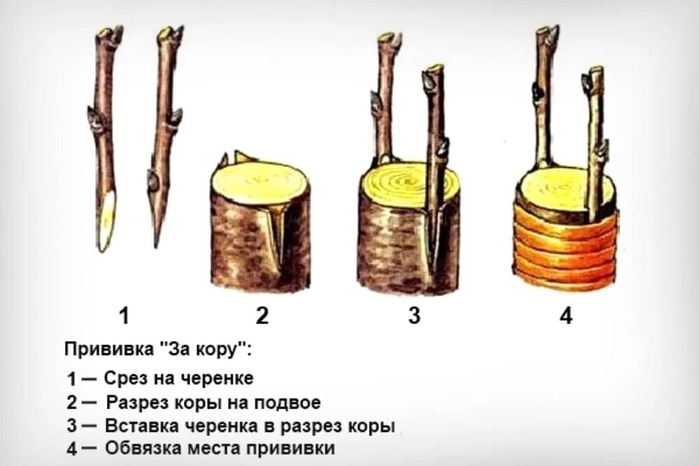 Прививка яблони летом для начинающих. Прививка за кору плодовых деревьев весной. прививка яблони под кору. яблоня прививка на подвои. прививка деревьев за кору весной.