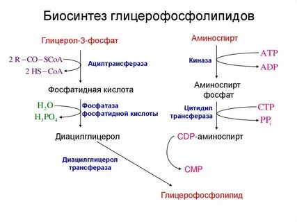 Предшественник синтеза