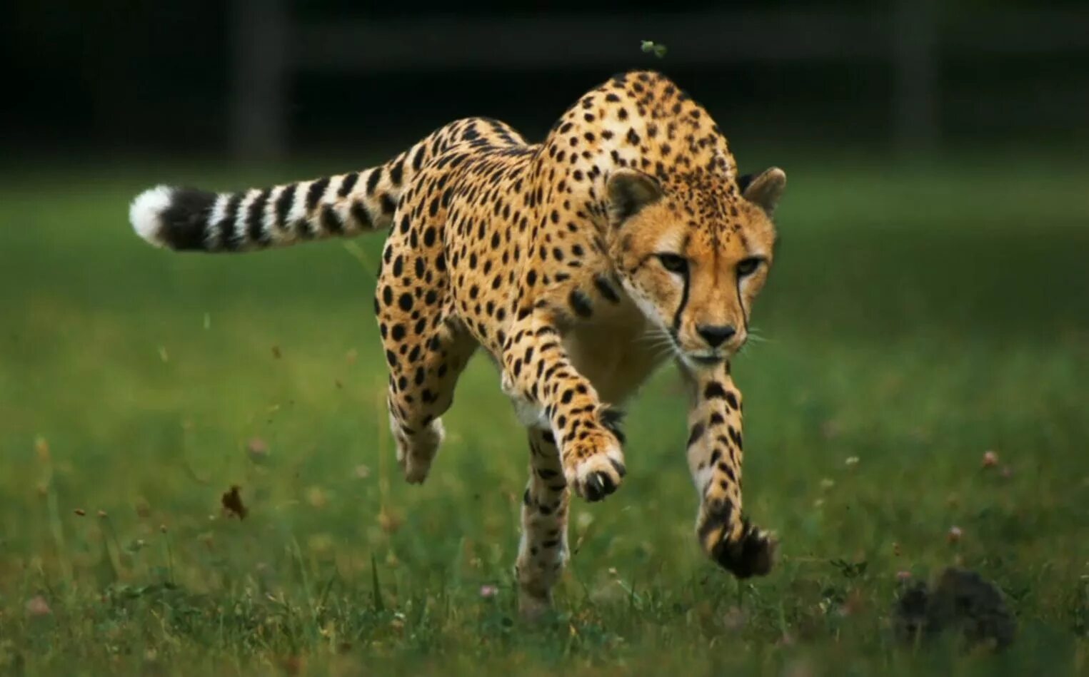 Гепард в беге. Южноафриканский гепард. Животные в движении. Леопард бежит.