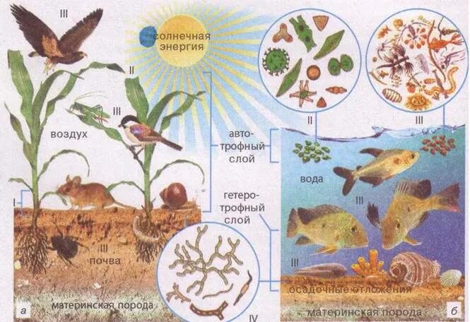 Продуценты в природном сообществе луга