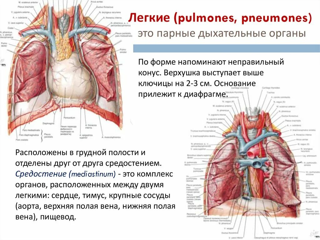 Средостение дыхательная система. Анатомо физиологическое строение легких. Характеристика легких. Строение органов грудной полости.