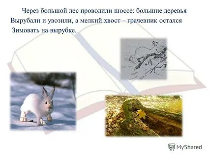 Синий лапоть
