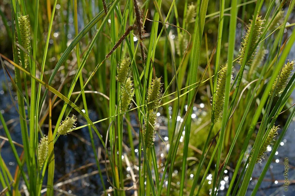 Болотная степная. Осока Болотная. Осока вздутая - Carex rostrata. Осока носиковая. Осока Луговая.